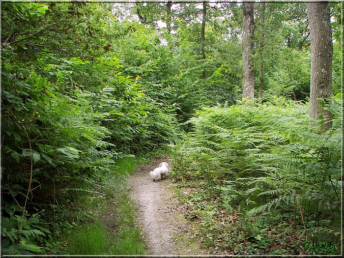 La Forêt de Rosny 20080615_040