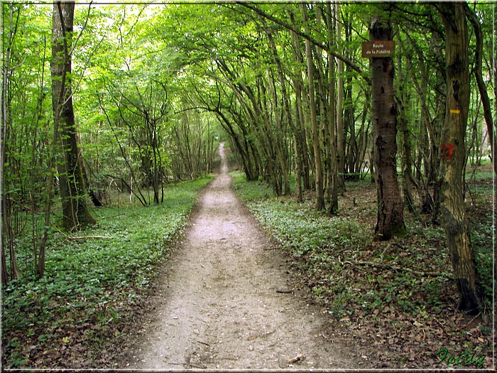 La Forêt de Rosny 20080615_057