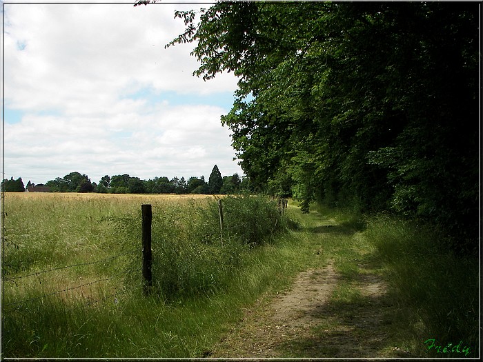 Les étangs de Damville 20080621_040