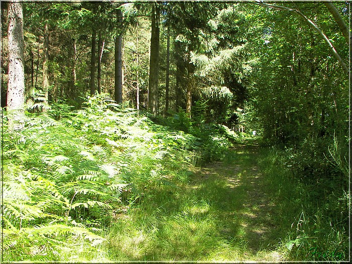 Bailleul La Vallée, le chemin de l'Abbesse 20080626_020