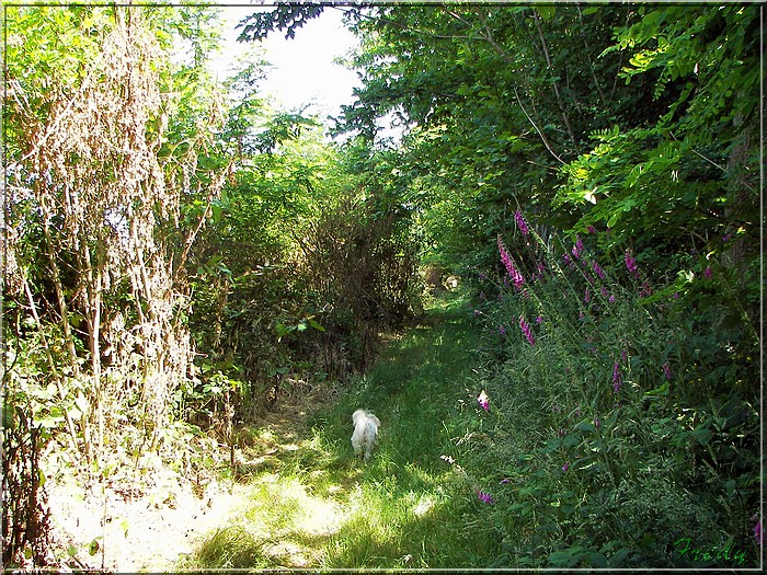 Bailleul La Vallée, le chemin de l'Abbesse 20080626_023