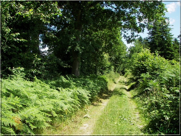 Bailleul La Vallée, le chemin de l'Abbesse 20080626_030