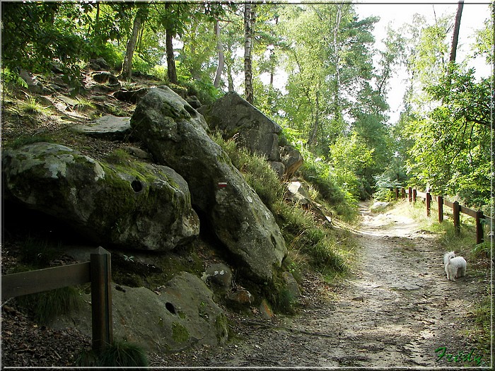 En forêt de Rambouillet 20080815_035