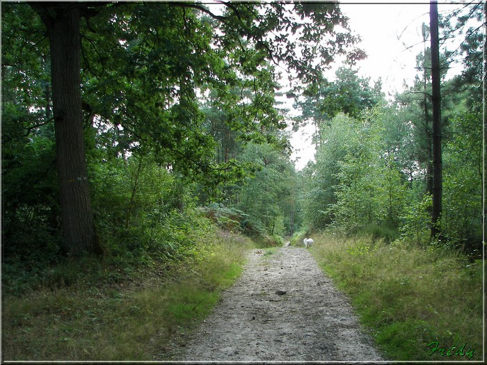 En forêt de Rambouillet 20080815_050