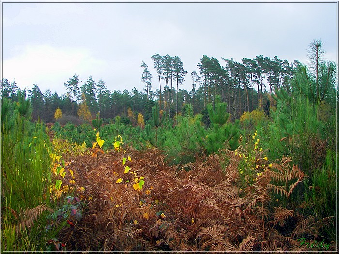 Les Brulins, Forêt de Bord-Louviers, en club 20081116_008