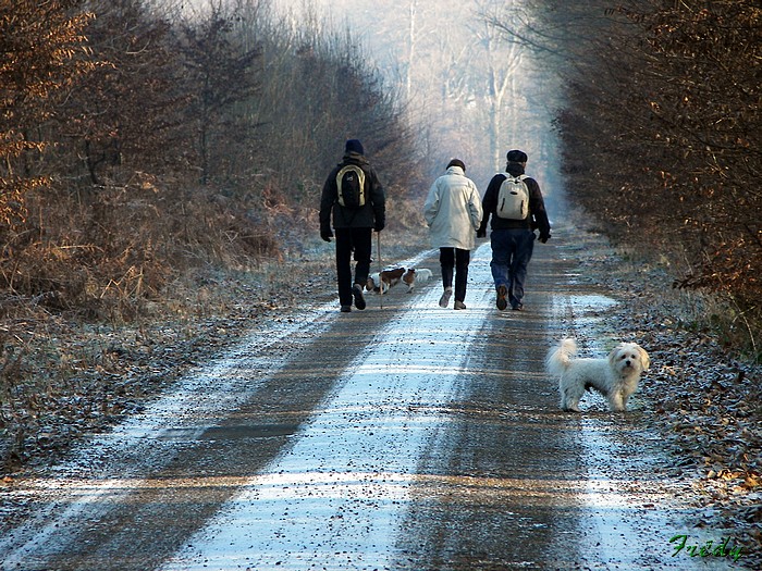 rando foret de louviers 20090110_014