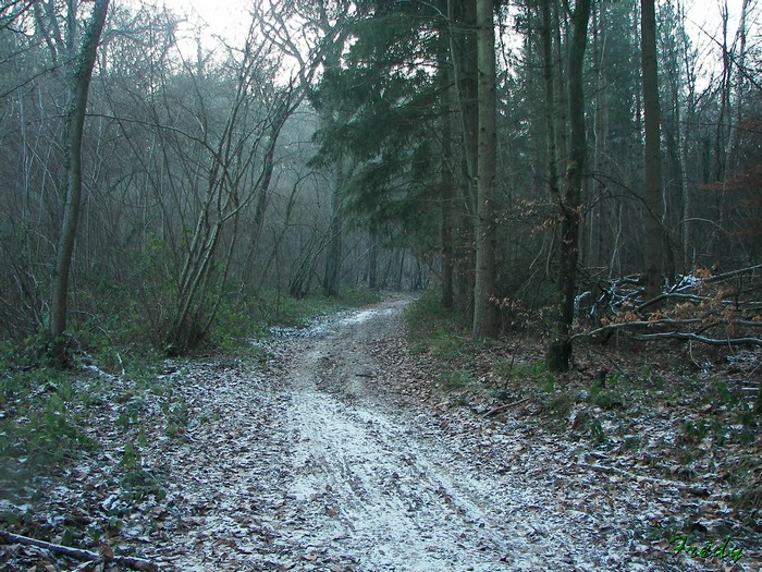 rando foret de louviers 20090110_030