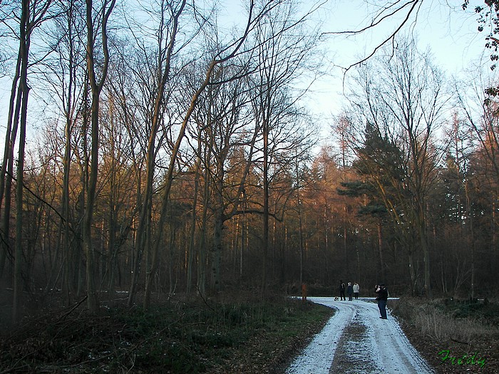 rando foret de louviers 20090110_049