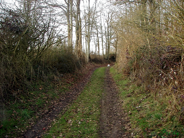 D'Acon à Breux, avec Annie et Danver 20090124_038