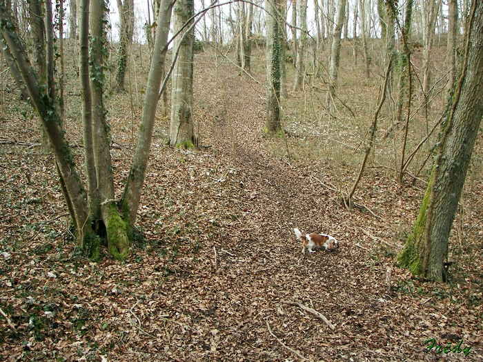 Les étangs d'Acquigny, dernière avec Robert 20090219_022