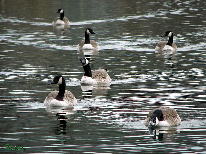 Les étangs d'Acquigny, dernière avec Robert 20090219_064