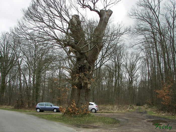 Autrebosc, avec Danver 20090312_002