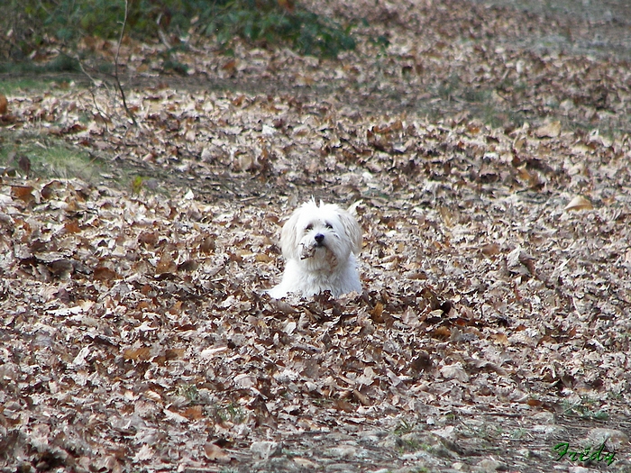 Parc PArissot, avec Annie et Danver 20090314_044