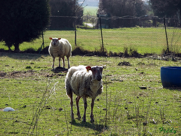 Beaumesnil, avec Danver 20090316_053