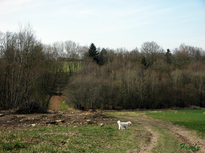 Les vallons d'Epinay 20090323_017