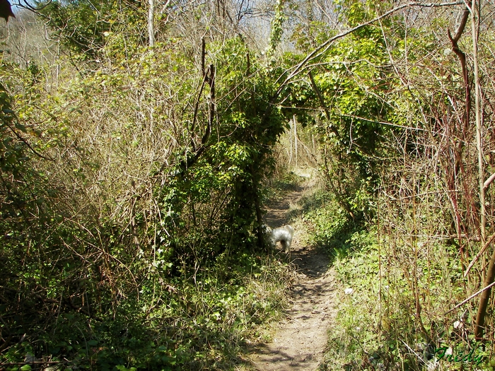 Amfreville Sous Les Monts et la Cote des Deux Amants 20090401_032