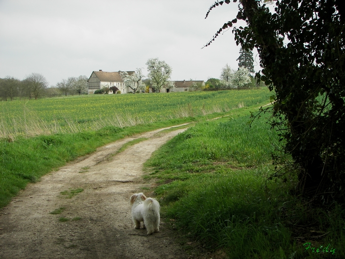 La Mare Saint Lubin 20090413_110