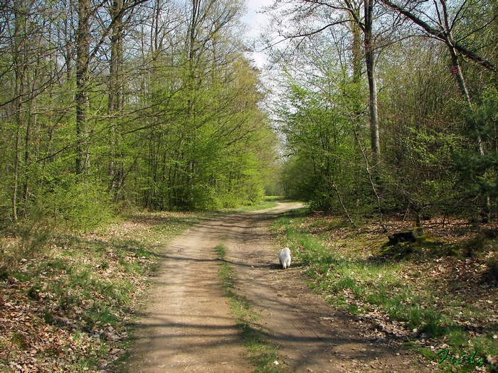 La Gaudrée et Chambray 20090420_006