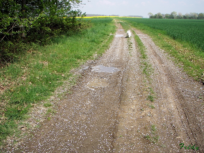 La Gaudrée et Chambray 20090420_017