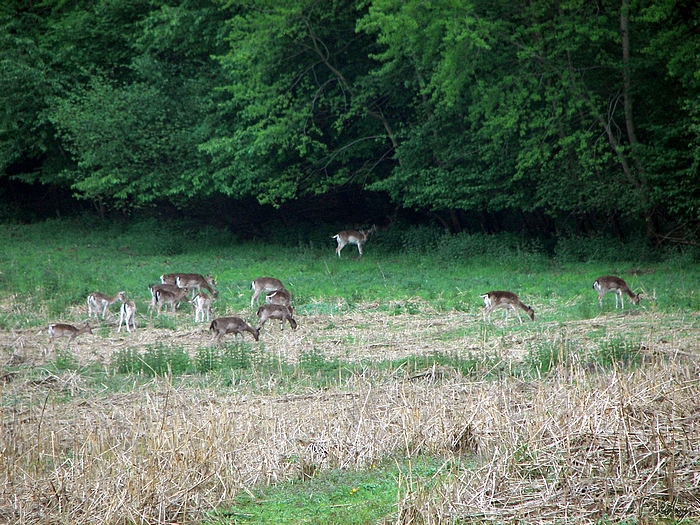 Pinterville, daims et sangliers 20090513_015