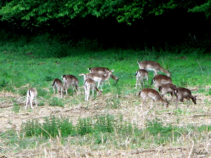 Pinterville, daims et sangliers 20090513_017