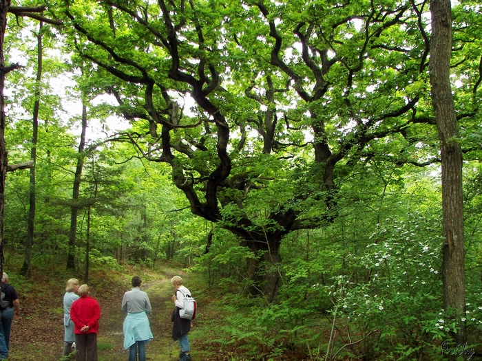 Pinterville, daims et sangliers 20090513_045