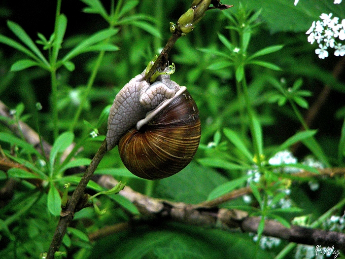 Randonnée interrompue à Amfreville 20090514_008