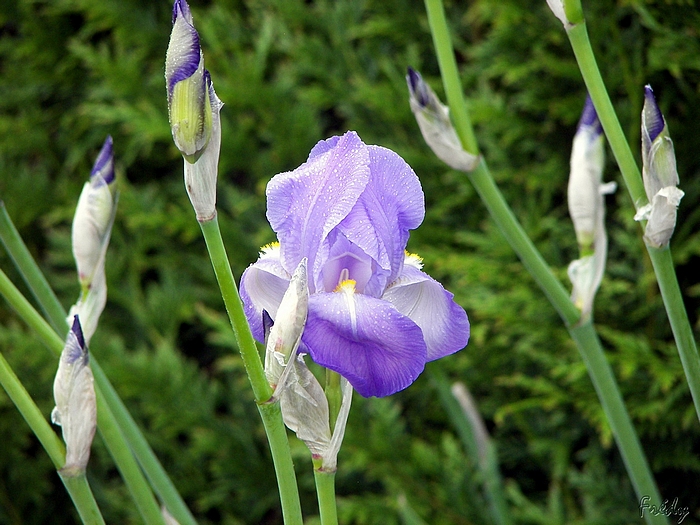 Mes iris enfin ouverts 20090516_001