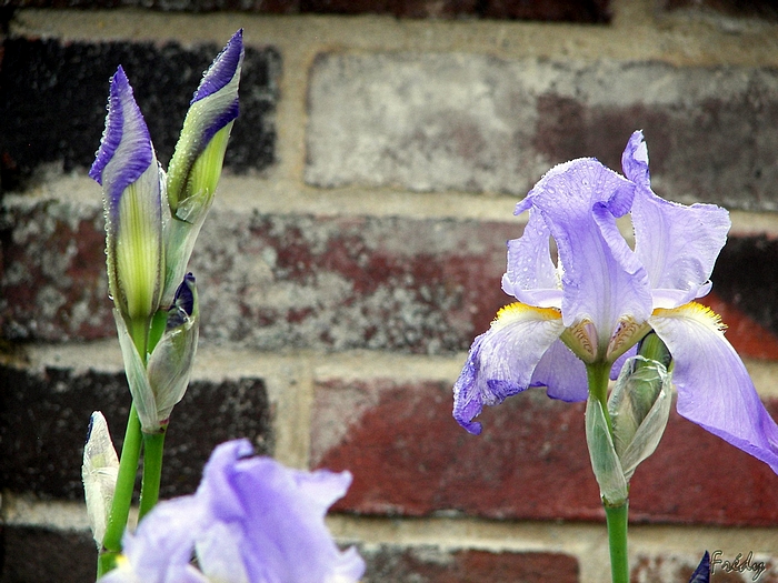 Mes iris enfin ouverts 20090516_005