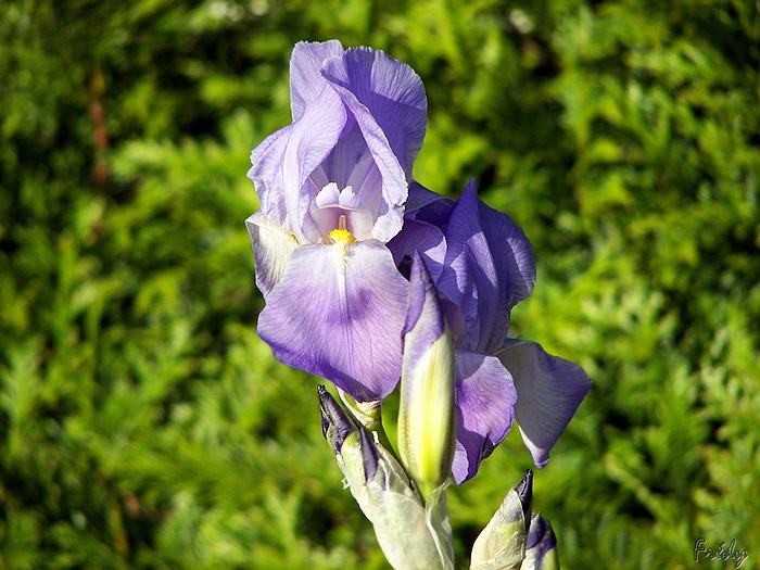 Mes iris enfin ouverts 20090518_004