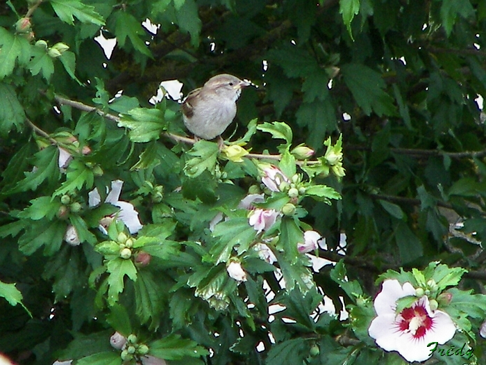 Oiseau dans le jardin 20090805_002