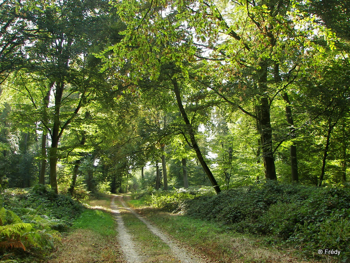 Les Brûlins (forêt de Bord-Louviers), avec Iton-Rando 20090930_007