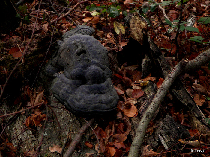 La Vallée Comette 20091026_020