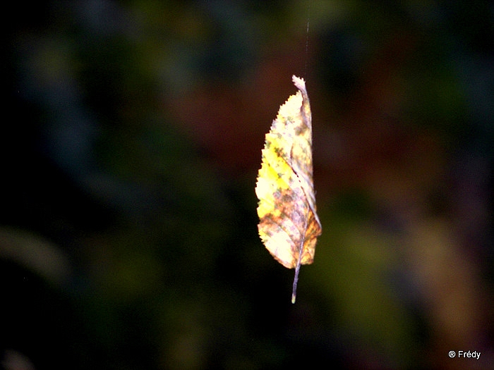 La Vallée Comette 20091026_044