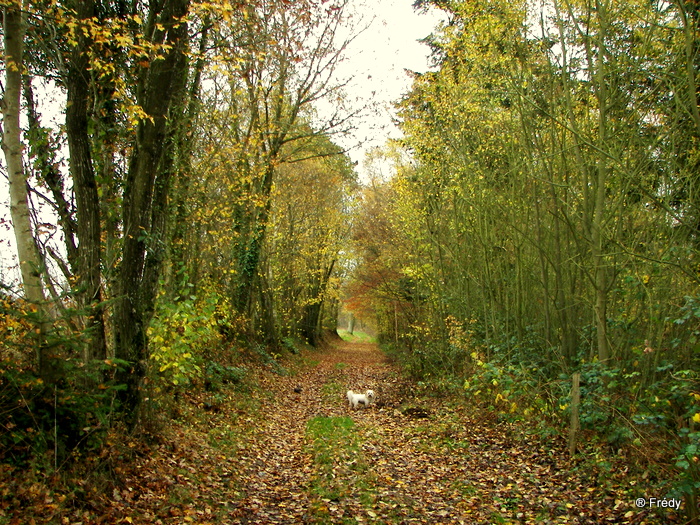 Bailleul La Vallée, le Chemin de l'Abbesse 20091121_009