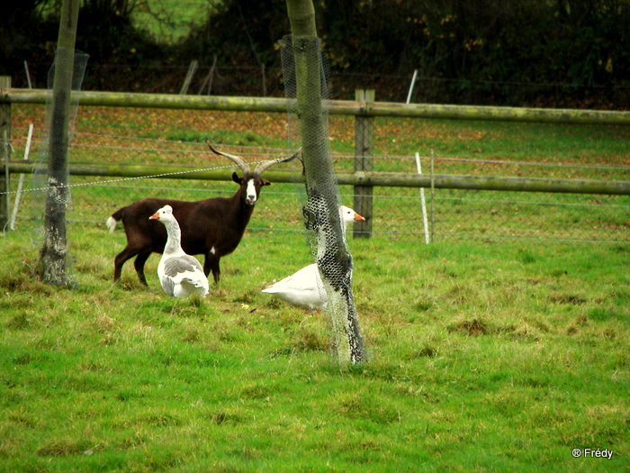 Bailleul La Vallée, le Chemin de l'Abbesse 20091121_020