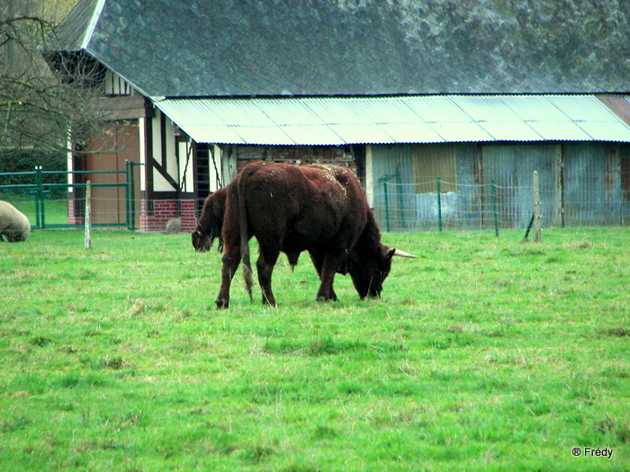 Autour du Bec-Hellouin 20091130_015