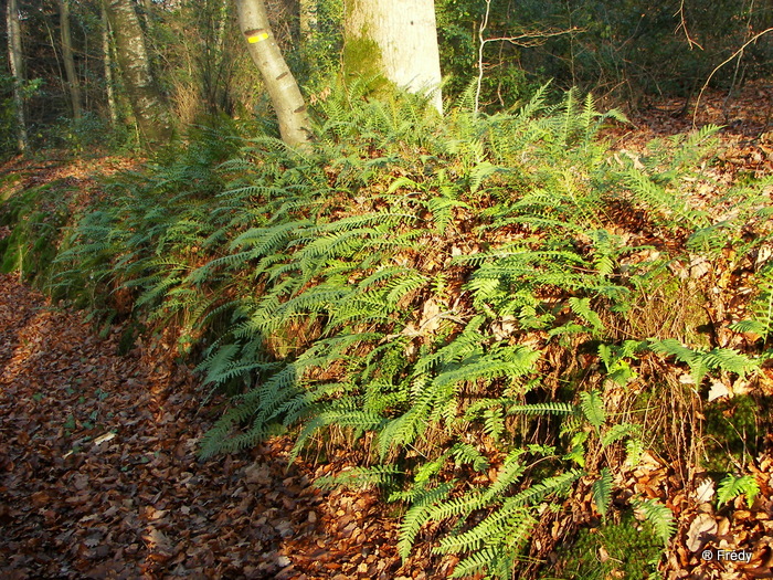 Ferrières Saint Hilaire 20091206_029