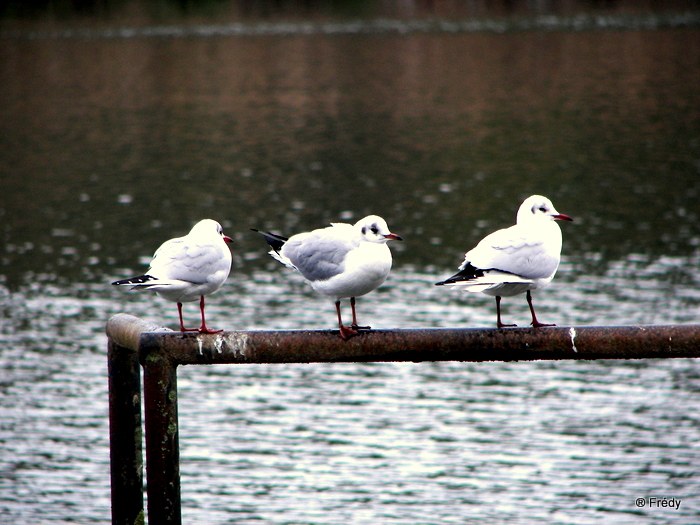 De Tournedos à Poses et retour 20091221_018