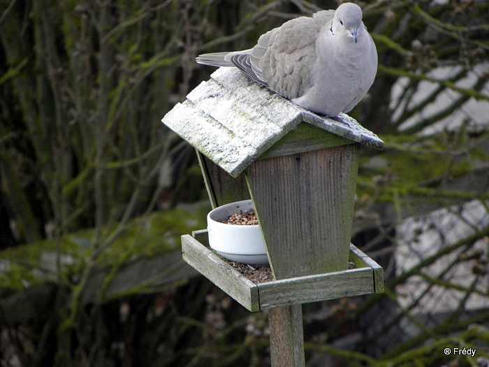 La mangeoire aux oiseaux 20100102_002