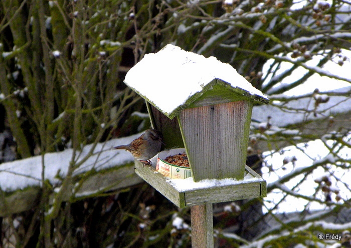 La mangeoire aux oiseaux 20100106_002