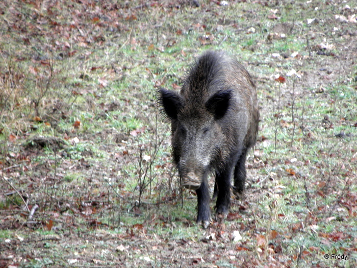 Pinterville : chevreuils, sangliers et daims 20100120_026