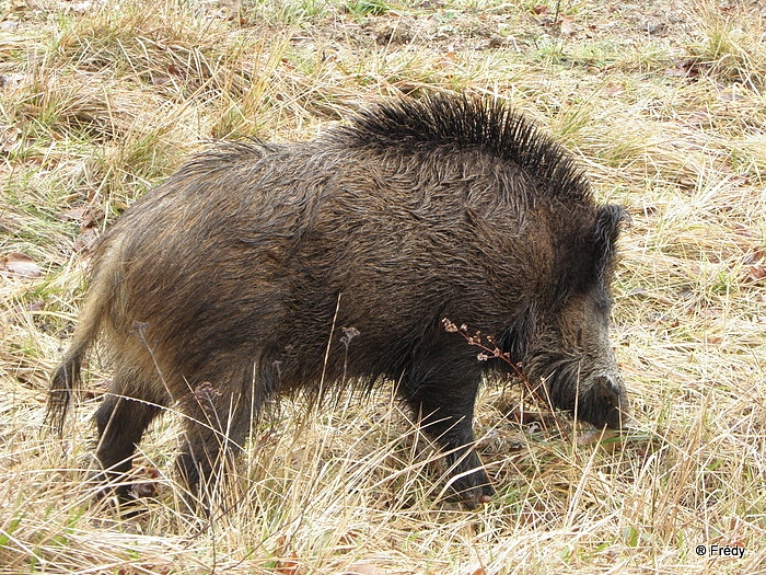 Pinterville : chevreuils, sangliers et daims 20100120_031