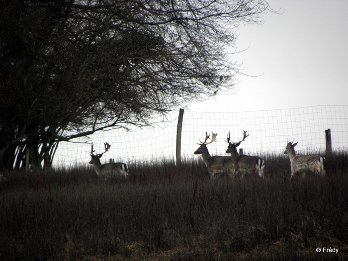 Pinterville : chevreuils, sangliers et daims 20100120_043