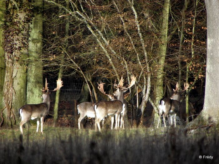 Pinterville : chevreuils, sangliers et daims 20100120_048