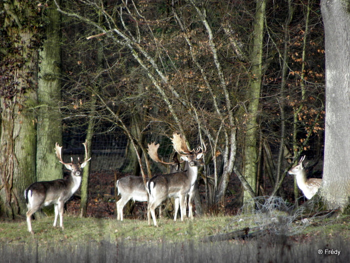 Pinterville : chevreuils, sangliers et daims 20100120_050