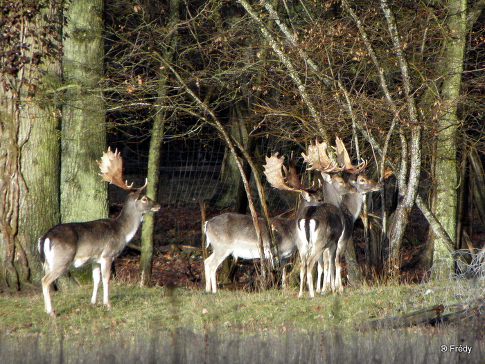 Pinterville : chevreuils, sangliers et daims 20100120_053