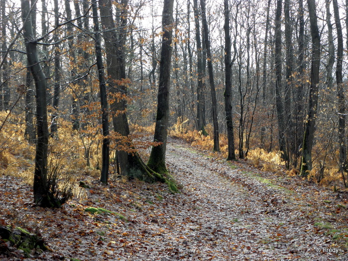 Pinterville : chevreuils, sangliers et daims 20100120_059