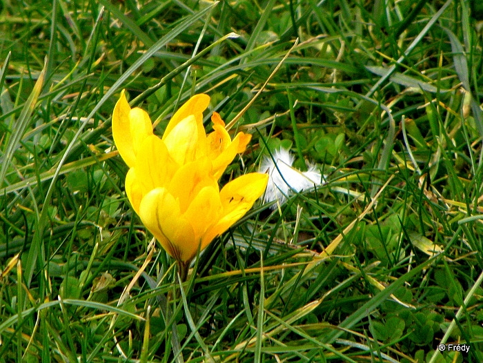 Les cloches de Corneville 20100227_004