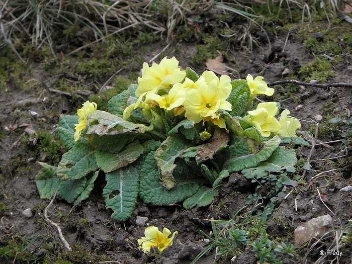 Les cloches de Corneville 20100227_021